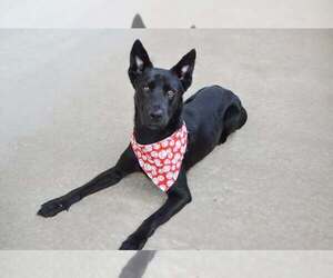 German Shepherd Dog-Unknown Mix Dogs for adoption in McKinney, TX, USA
