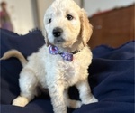 Small Photo #3 Goldendoodle Puppy For Sale in ARCADIA, OR, USA