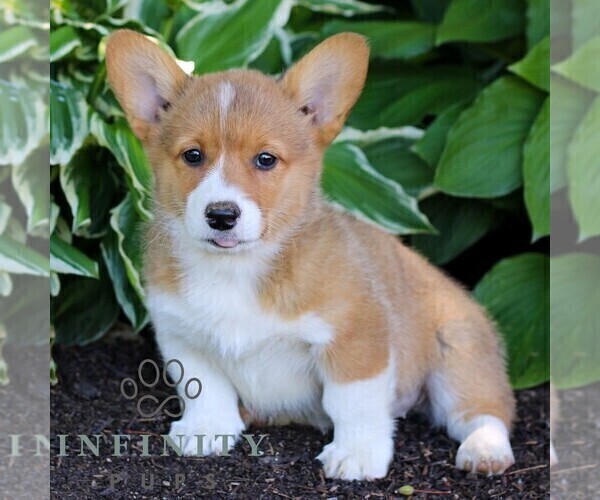 Medium Photo #1 Pembroke Welsh Corgi Puppy For Sale in LITITZ, PA, USA