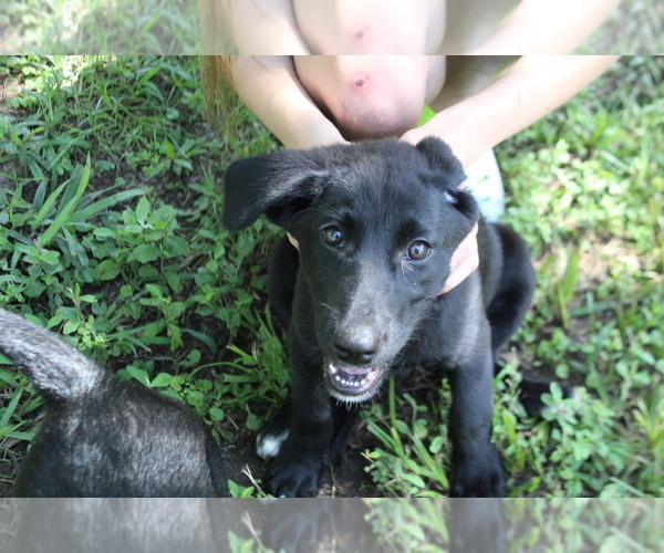 Medium Photo #10 Labrador Retriever-Mutt Mix Puppy For Sale in LOVELADY, TX, USA