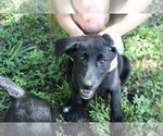 Small #9 Labrador Retriever-Mutt Mix