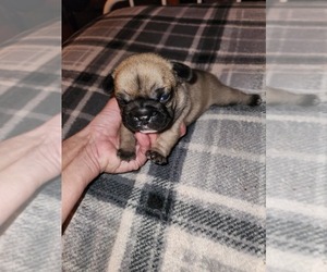 French Bulldog Puppy for sale in CENTER, KY, USA