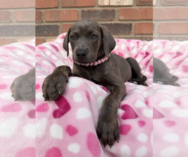 Medium Photo #3 Mutt Puppy For Sale in Goodyear, AZ, USA