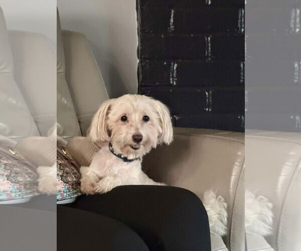 Medium Photo #4 Havanese-Unknown Mix Puppy For Sale in Westwood, NJ, USA