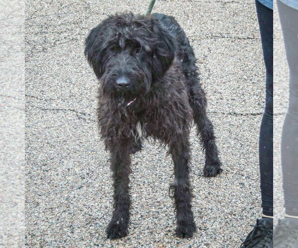 Medium Photo #3 Irish Wolfhound-Unknown Mix Puppy For Sale in Huntley, IL, USA