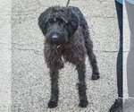 Small #2 Irish Wolfhound Mix