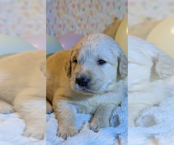 Medium Photo #8 Golden Retriever Puppy For Sale in MODESTO, CA, USA