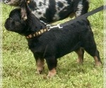 Small #11 French Bulldog
