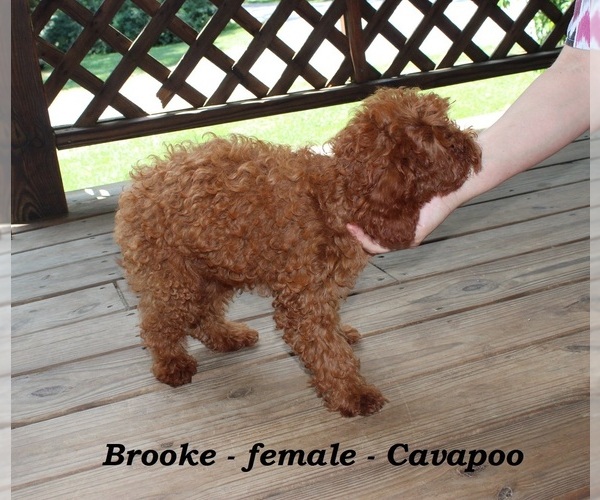 Medium Photo #4 Cavapoo Puppy For Sale in CLARKRANGE, TN, USA