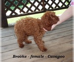 Small #3 Cavapoo