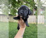Small #2 Labrador Retriever Mix