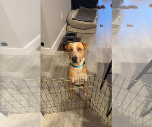 Spencer - Male Labrador Retriever Dog for Adoption - Photo #3