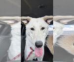 Small #2 German Shepherd Dog-Great Pyrenees Mix