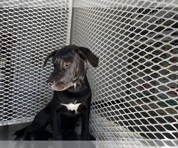Medium Photo #1 Mutt Puppy For Sale in Bakersfield, CA, USA
