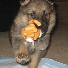 German Shepherd Dog Puppy for sale in INDEPENDENCE, MO, USA