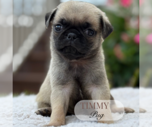 Pug Puppy for sale in ELMHURST, IL, USA