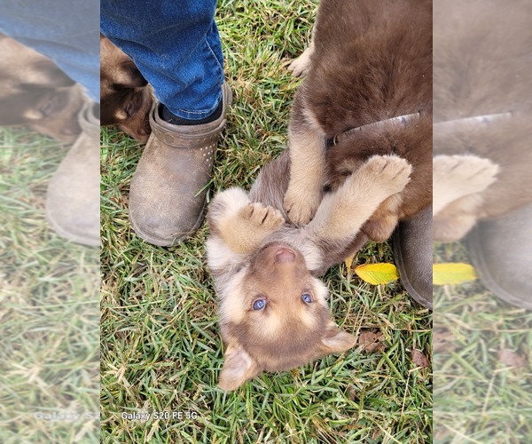 Medium Photo #3 German Shepherd Dog Puppy For Sale in SCOTTSVILLE, KY, USA