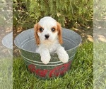 Small Cavalier King Charles Spaniel