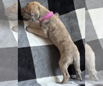 Small #5 Great Dane