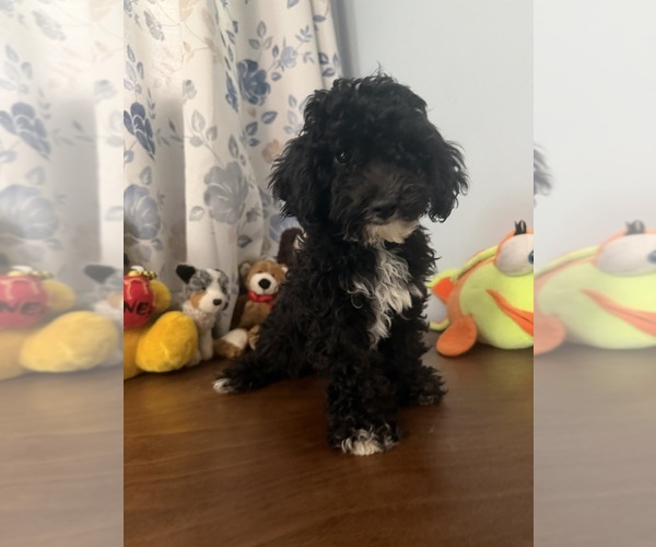 Medium Photo #34 Bichpoo Puppy For Sale in DURHAM, CT, USA