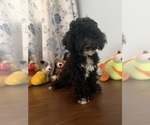 BichPoo puppies - Male Bichpoo Puppy for Sale - Photo #34