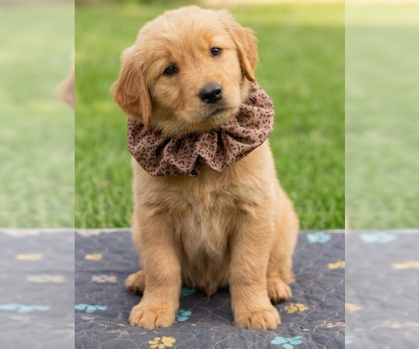Medium Photo #2 Golden Retriever Puppy For Sale in Grovertown, IN, USA