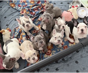 French Bulldog Litter for sale in FOUNTAIN CITY, IN, USA