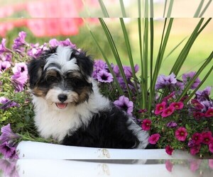 Miniature Australian Shepherd-Poodle (Toy) Mix Puppy for sale in FREDERICKSBG, OH, USA
