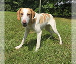Small #4 Brittany-Treeing Walker Coonhound Mix