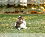 Small Photo #12 Shih Tzu Puppy For Sale in WARSAW, IN, USA