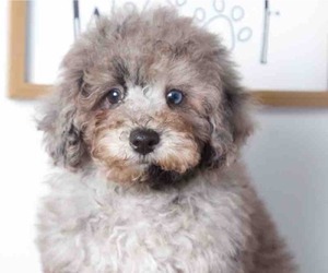 Poodle (Miniature) Puppy for sale in RED LION, PA, USA