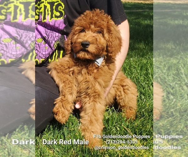 Medium Photo #4 Goldendoodle Puppy For Sale in BREA, CA, USA