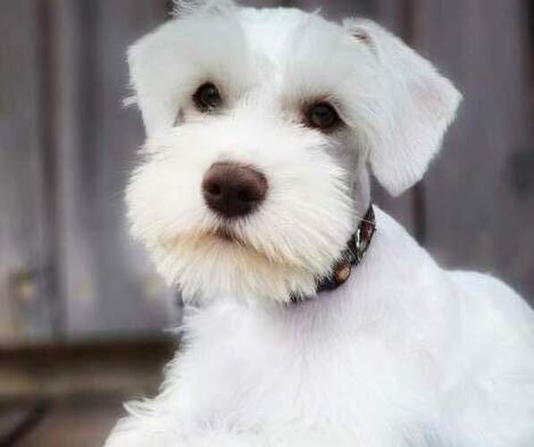 Medium Photo #1 Schnauzer (Miniature) Puppy For Sale in FAYETTEVILLE, AR, USA