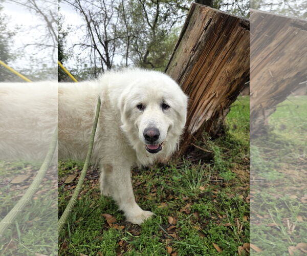 Medium Photo #4 Great Pyrenees Puppy For Sale in Spring, TX, USA