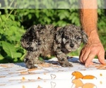 Small #13 Poodle (Toy)