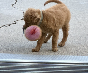 Goldendoodle Puppy for sale in BUENA PARK, CA, USA