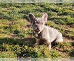 Small Photo #3 French Bulldog Puppy For Sale in Kaposvar, Somogy, Hungary