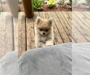 Pomeranian Puppy for sale in HARRISON, MI, USA