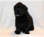 Small Photo #4 Golden Newfie Puppy For Sale in HOLLYWOOD, MD, USA