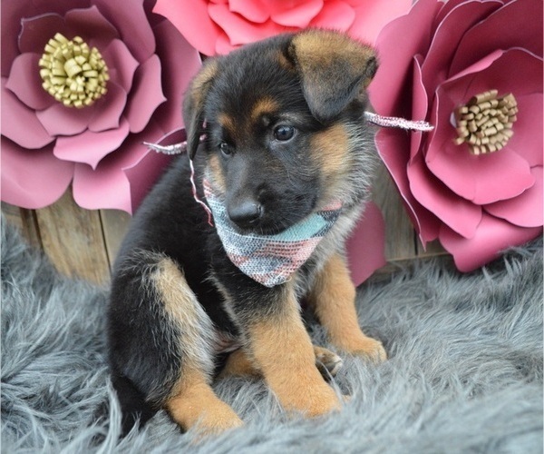Medium Photo #6 German Shepherd Dog Puppy For Sale in HONEY BROOK, PA, USA