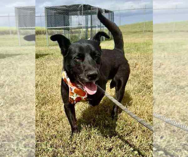 Medium Photo #11 Mutt Puppy For Sale in Abbeville, LA, USA