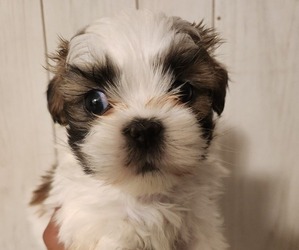 Shih Tzu Puppy for sale in MECHANICSBURG, PA, USA