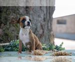 Small #5 Boxer