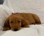 Small #6 Golden Retriever