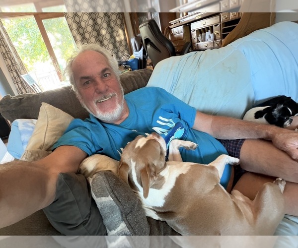 Medium Photo #1 Boston Terrier Puppy For Sale in HOWELL, NJ, USA