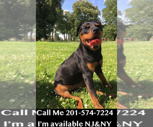 Rottweiler Puppy for sale in IRVINGTON, NJ, USA