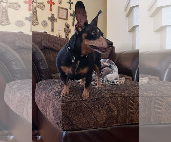 Medium Photo #55 Dachshund-Unknown Mix Puppy For Sale in San Antonio, TX, USA
