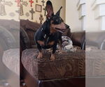 Small #54 Dachshund Mix