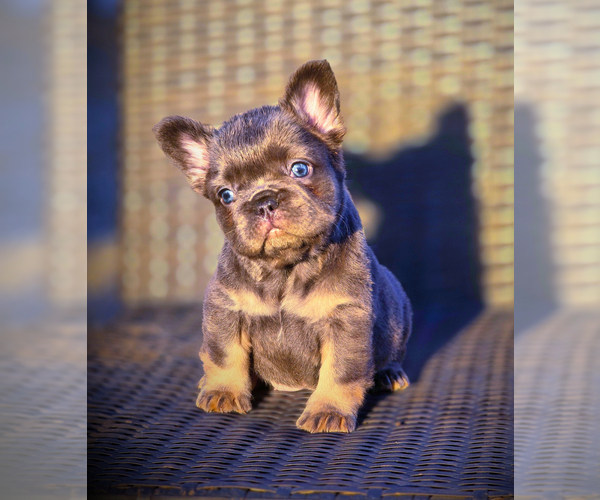 Medium Photo #1 French Bulldog Puppy For Sale in LOS ANGELES, CA, USA