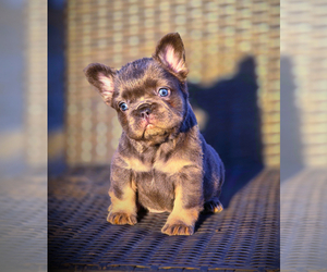 French Bulldog Puppy for Sale in LOS ANGELES, California USA